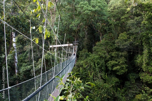 A canopy walk in the wild Borneo rainforest, Mulu National park, Malaysia  photo