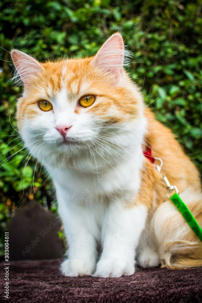 Ginger white tomcat learning how to walk on leash