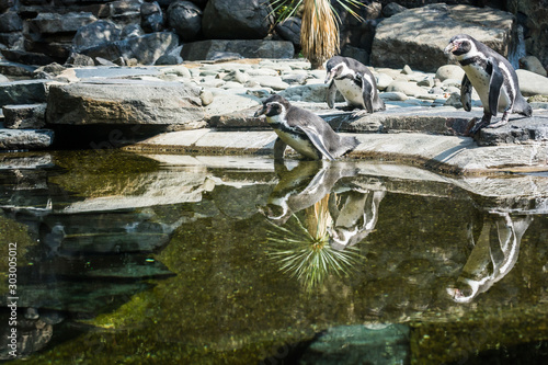 Photography Penguins walking in to the pond in zoo garden