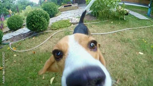 POV shot on action cam: curious beagle dog sniffing camera during the walk. Dog training