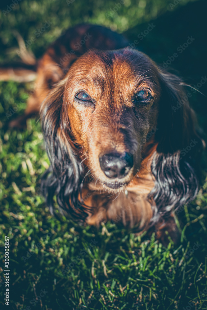 Portrait of dachshund on grass in sunset Portrait of dachshund on grass in sunset