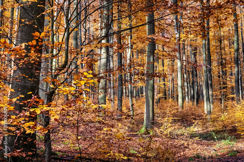 Beech Tree Forest in Fall  Germany