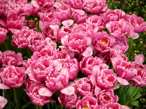 closeup of pink  tulip flowers