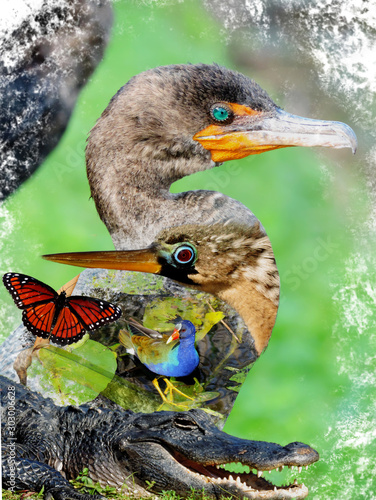 Wildlife of the Everglades National Park - Image-Montage of Birds, Alligator, Flowers and Butterfly