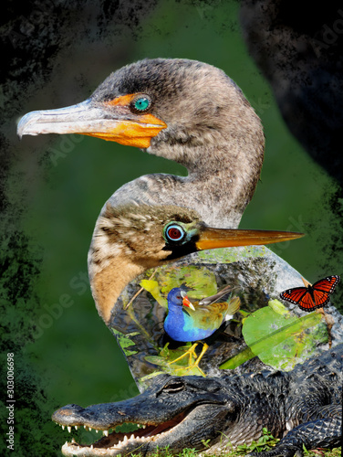Wildlife of the Everglades National Park - Image-Montage of Birds, Alligator, Flowers and Butterfly