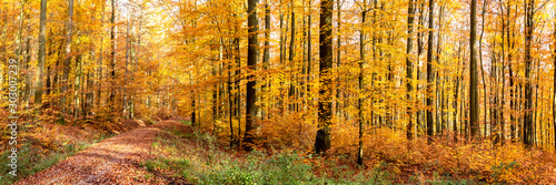 Beech Tree Forest in Fall, Forest Road, Germany