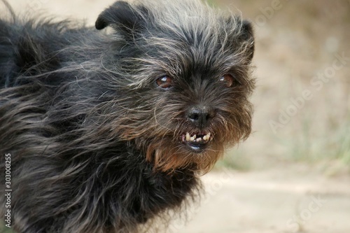 Fototapeta Naklejka Na Ścianę i Meble -  small black dog showing teeth and tongue and the wind moves her hair