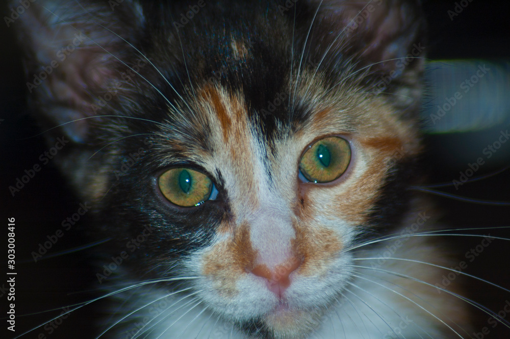 Calico kitten explores and play and falls asleep in her new home. Calico cats are exclusively female except under rare genetic conditions. Domestic breed. Coat is white with orange and black patches
