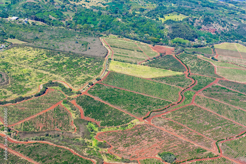 Aerial view of Kauai south coast showing coffee plantations near Poipu Kauai Hawaii USA photo