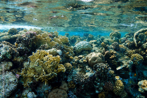 Coral Reef at the Red Sea, Egypt