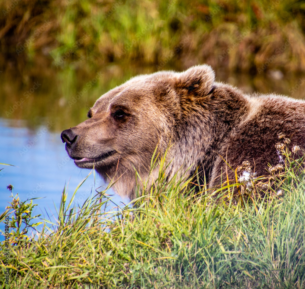 Fototapeta premium Grizzly bear patroling by his pond. Discovery Wildlife Park, Innisfill, Alberta, Canada