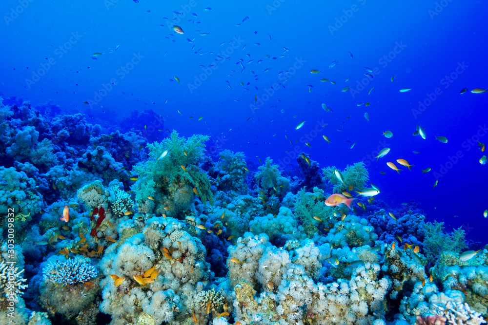 Naklejka premium Coral Reef at the Red Sea, Egypt