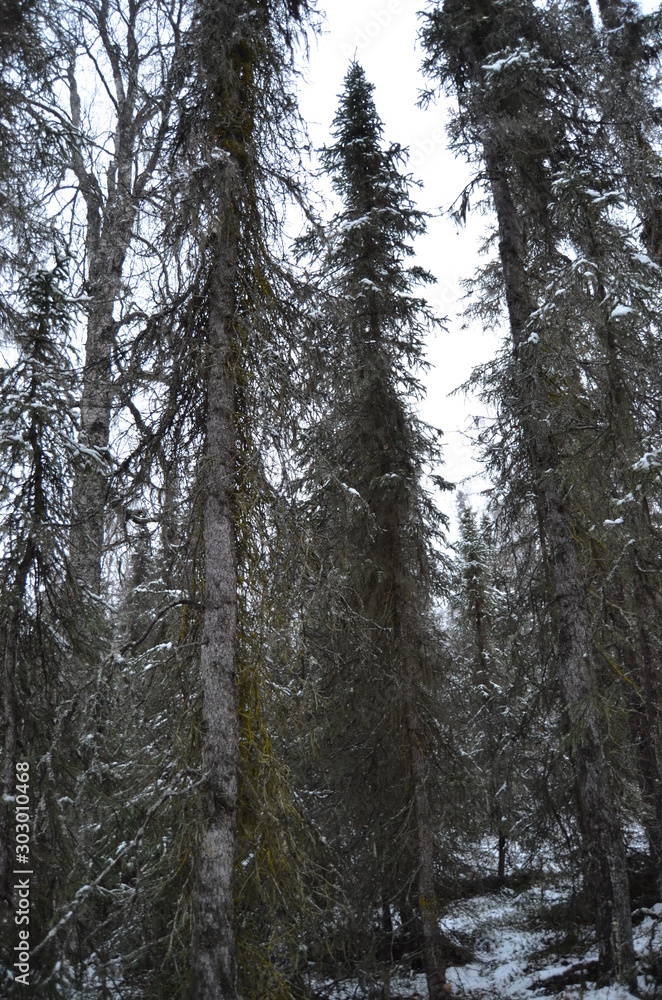forest in winter forest in winter
