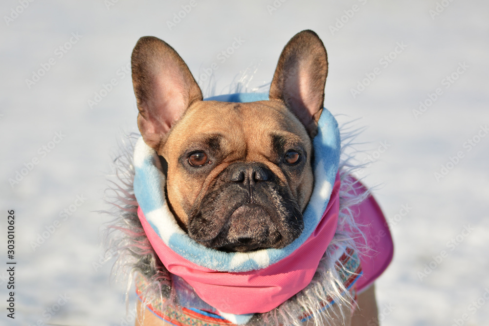 Head of cute French Bulldog dog wearing a pink winter scarf and fur coat in front of blurry winter snow landscape in background
