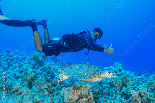 Scuba diving with Sea Turtle at the Red Sea, Egypt