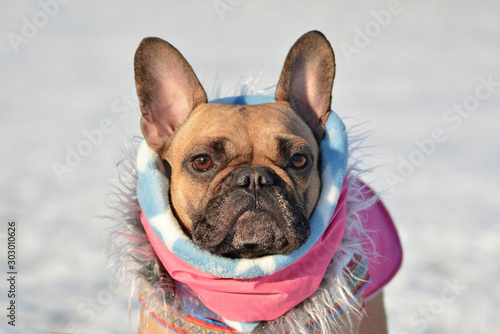 Fototapeta Naklejka Na Ścianę i Meble -  Head of cute French Bulldog dog wearing a pink winter scarf and fur coat in front of blurry winter snow landscape in background