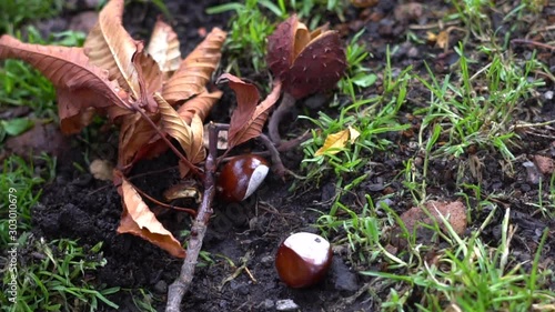 close-up of brown chestnuts in the gras - slow motion photo