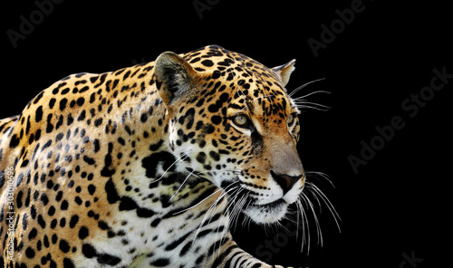 Canvas Print Beautiful jaguar portrait