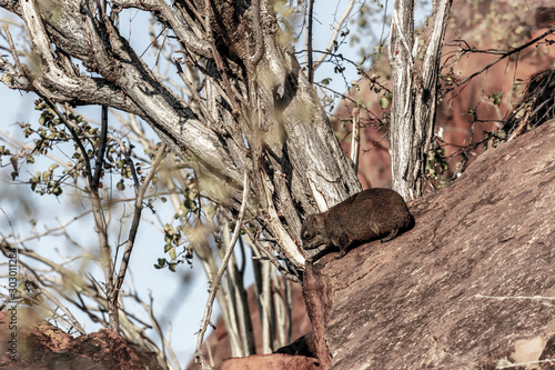 Petit rongeur en Afrique