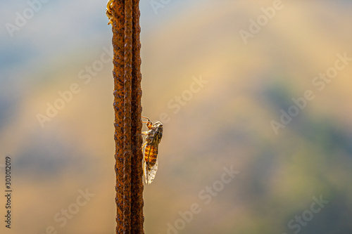 Cicada sitting on a rusty bar on Crete, Greece