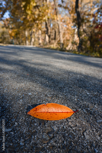 orange leaf on the road