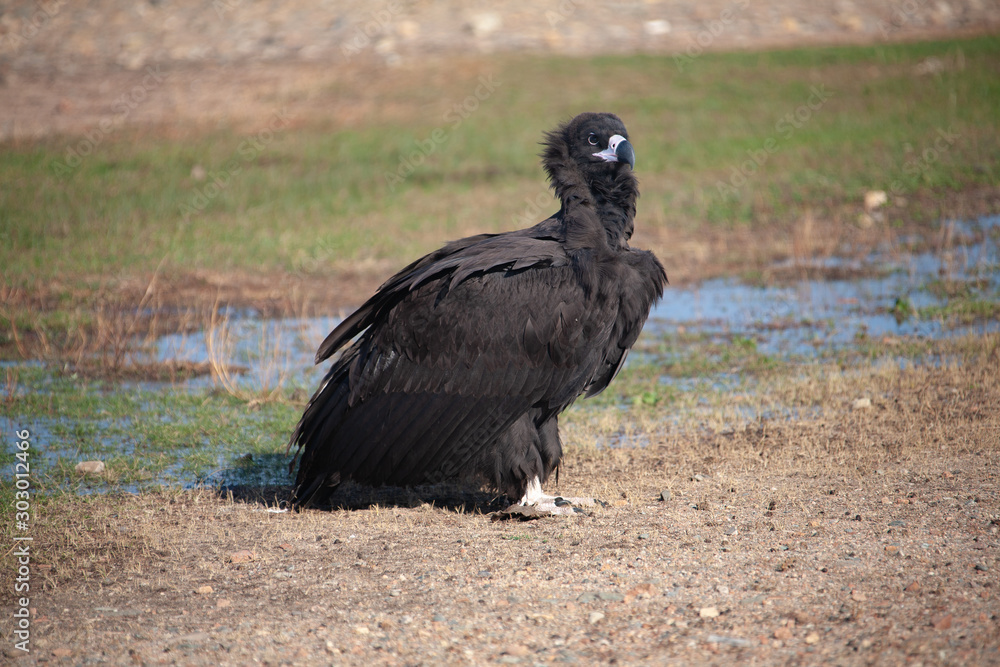 Fototapeta premium Mongolian Black Cinereous Vulture or Aegypius monachus