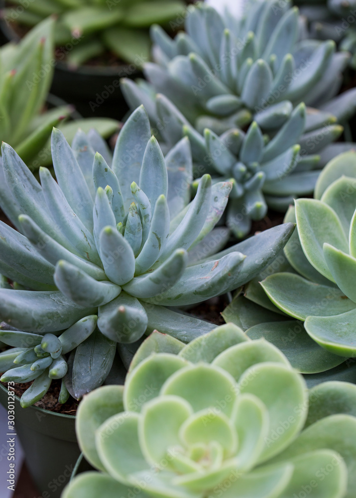 Detail of assorted succulent plants Detail of assorted succulent plants