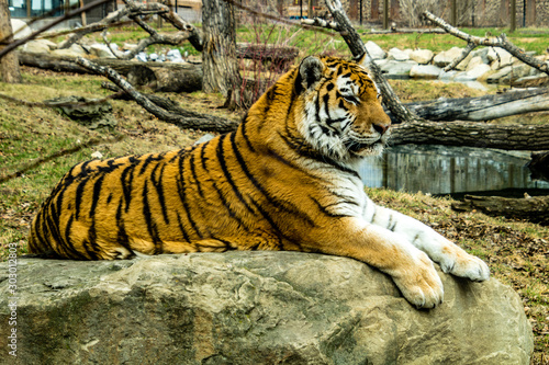 Siberian  Amur  tiger looks over his territory while rssting on a rock. Calgary Zoo  Calgary  Alberta  Canada