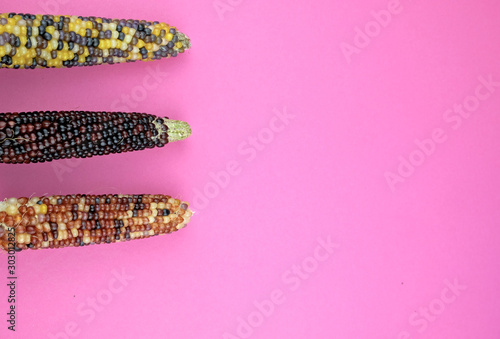 Multicolor harvested corn cobs on a pink background with free space for text photo