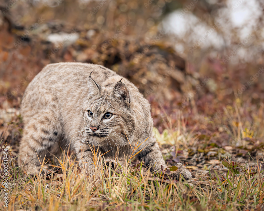 Obraz premium Bobcat Adult playing in the Montana Fall colors