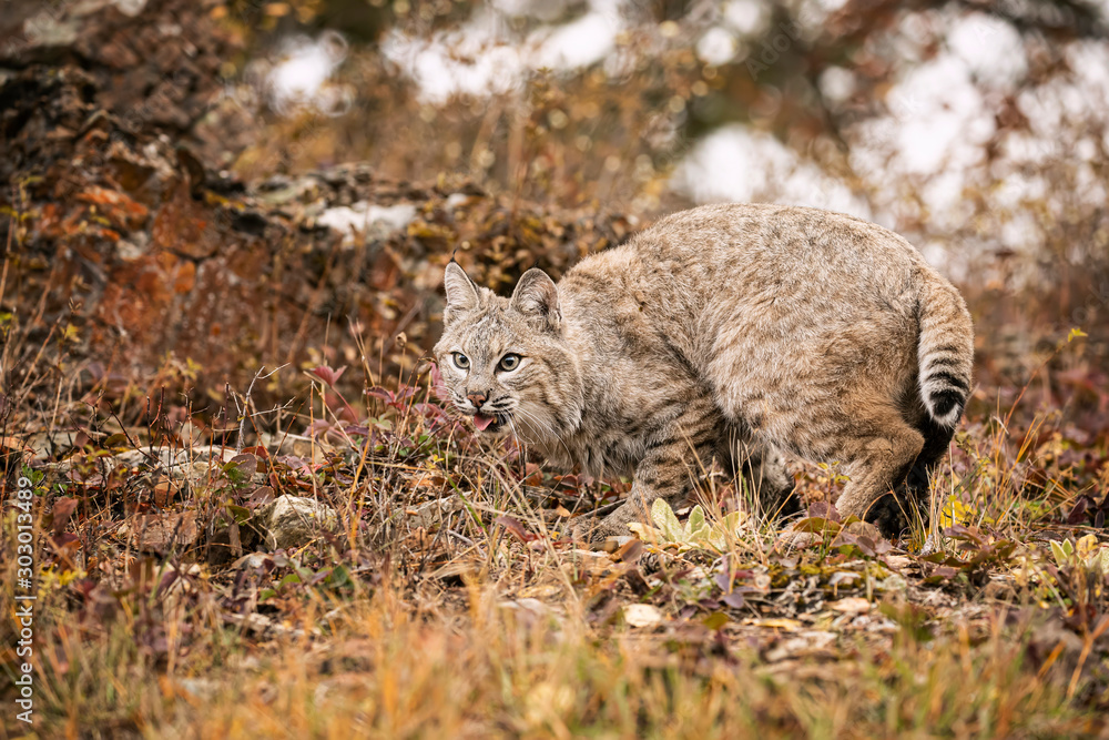 Obraz premium Bobcat Adult playing in the Montana Fall colors