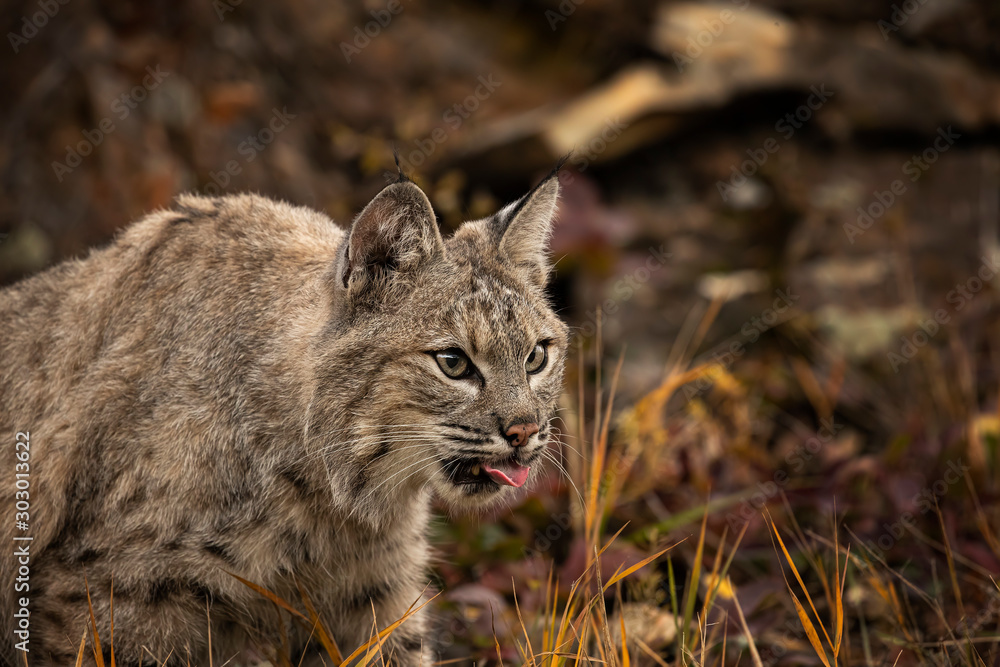 Fototapeta premium Bobcat Adult playing in the Montana Fall colors