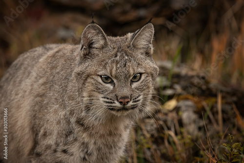 Bobcat Adult playing in the Montana Fall colors © Carol