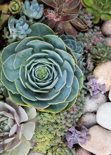 Colorful succulents planted together