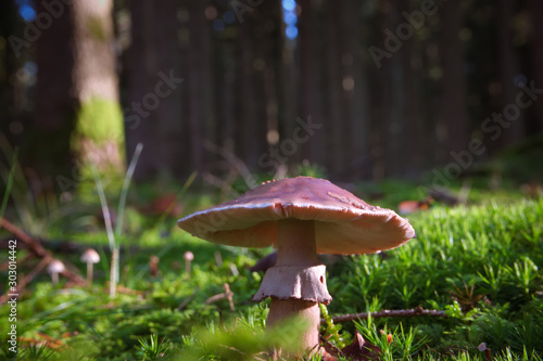 Wild mushroom grey veiled amanita scientific name Amanita porphyria  photo