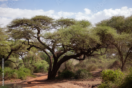 Savana Idyllic way in the Africa
