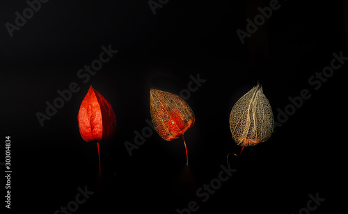 autumn flower on black background
