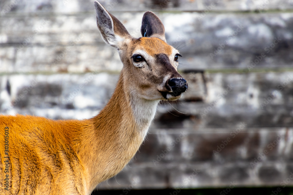 White tail doe in portrait. Discovery Wildlife Park, Innisfill, Alberta, Canada White tail doe in portrait. Discovery Wildlife Park, Innisfill, Alberta, Canada
