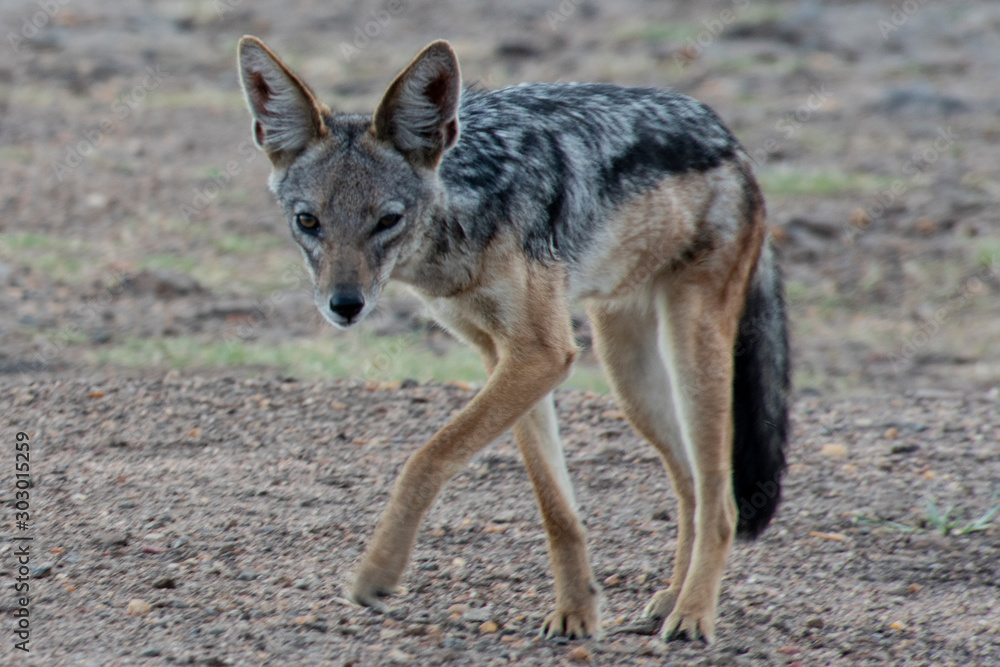 Fototapeta premium Fox at Massai Mara in Kenya