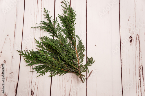 fresh branches of a pine tree