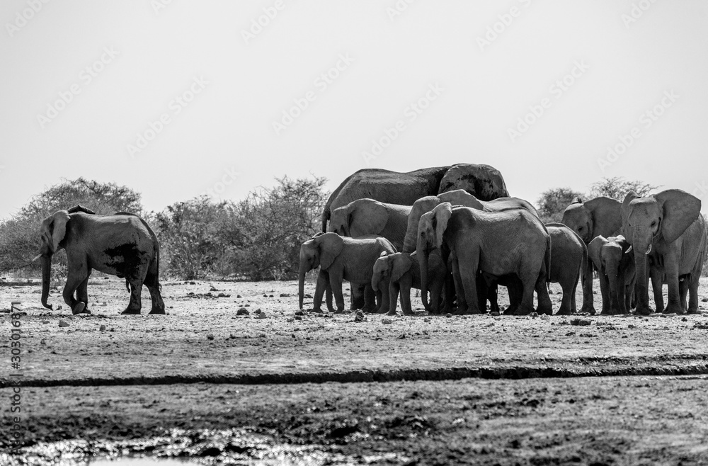 Fototapeta premium Un troupeau d'éléphants a Etosha en Namibie