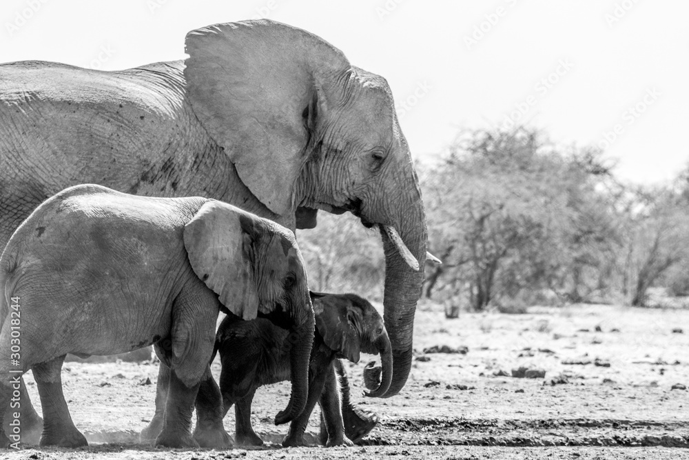 Une famille d'éléphants a Etosha en Namibie