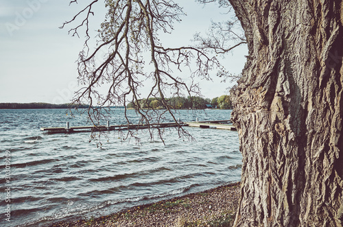 Old tree by a lake, retro color toned picture.