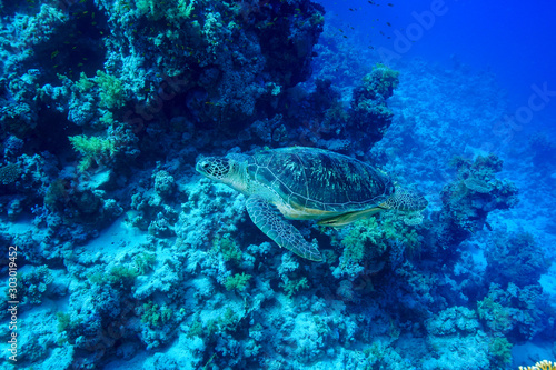 Green Sea Turtle at the Red Sea, Egypt. © Mina Ryad