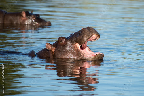 Hippos At Sabi Sand Game Reserve in South Africa