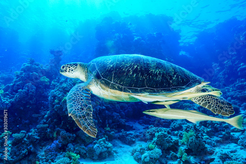 Fototapeta Naklejka Na Ścianę i Meble -  Green Sea Turtle at the Red Sea, Egypt.