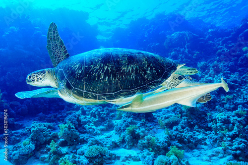 Green Sea Turtle at the Red Sea, Egypt.