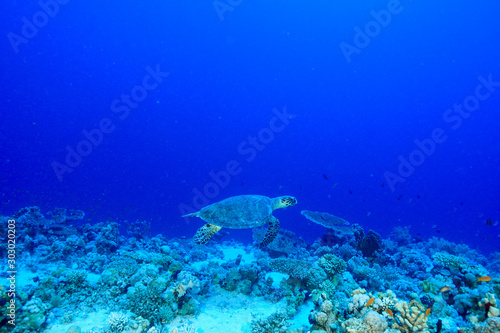 Fototapeta Naklejka Na Ścianę i Meble -  Turtle at the Red Sea, Egypt