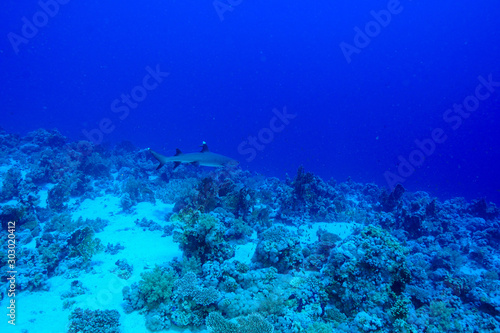 Fototapeta Naklejka Na Ścianę i Meble -  Shark at the Red Sea Egypt