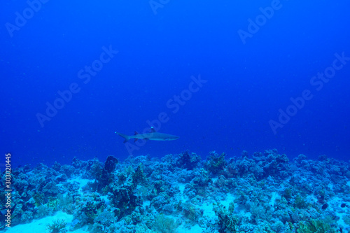 Shark at the Red Sea Egypt